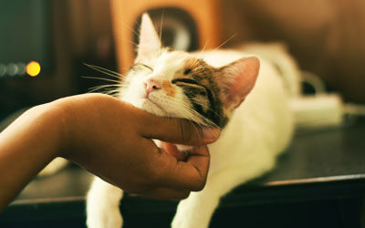 Your Business as Your Child or Pet