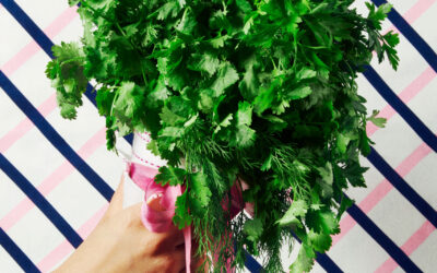 Cilantro Love
